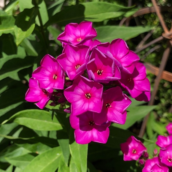 Not selling. - Picture 2 of 2